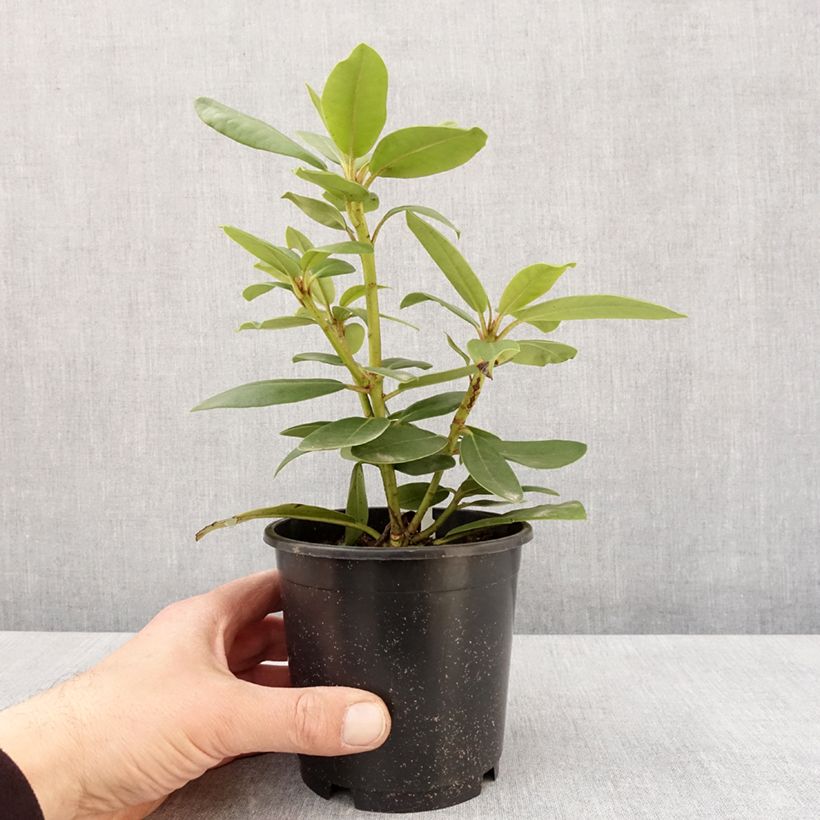 Spécimen de Rhododendron catawbiense Boursault - Pot de 13 cm tel que livré au printemps