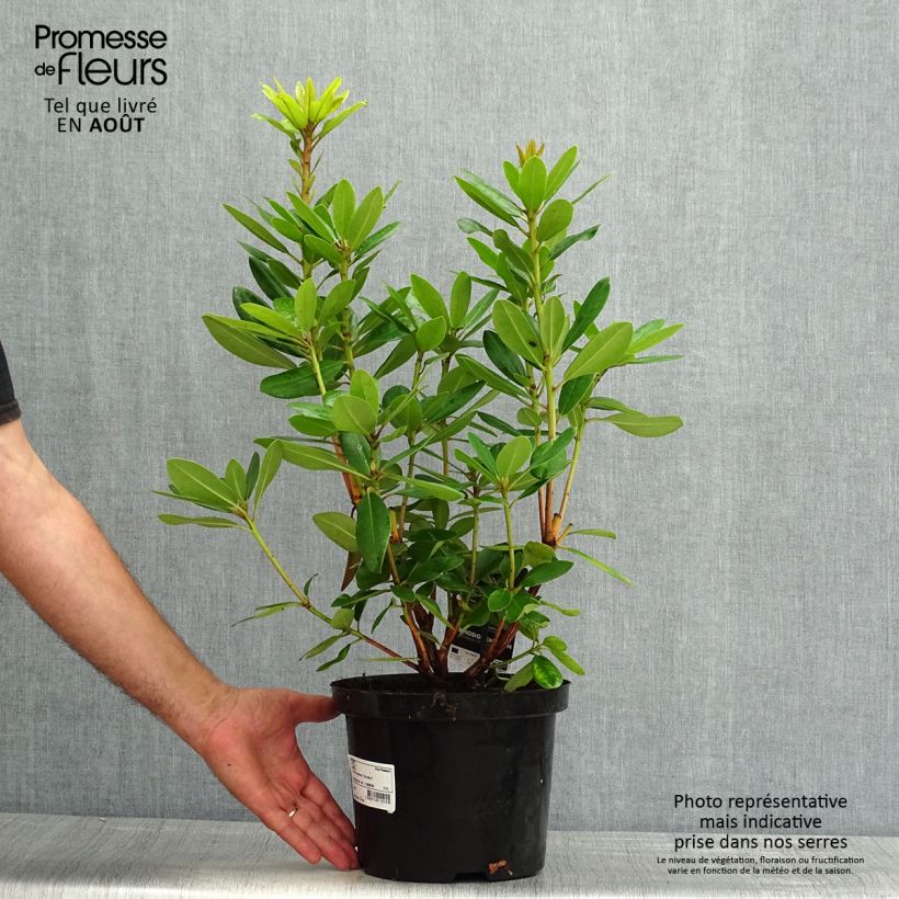 Spécimen de Rhododendron catawbiense Boursault Pot de 4L/5L tel que livré en été