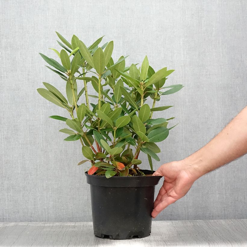Spécimen de Rhododendron catawbiense Grandiflorum - Grand rhododendron Pot de 4L/5L tel que livré en été