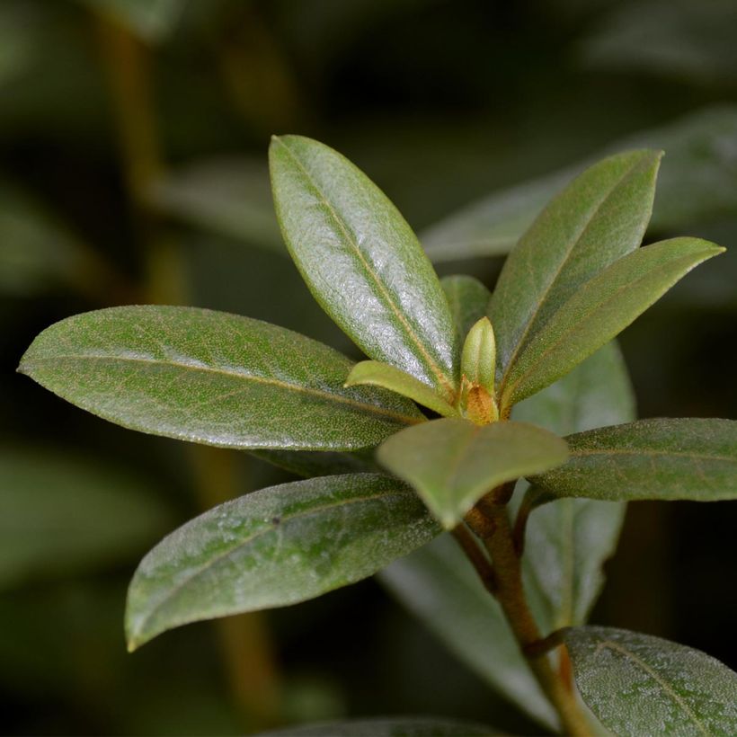 Rhododendron Champagne - Grand Rhododendron (Feuillage)