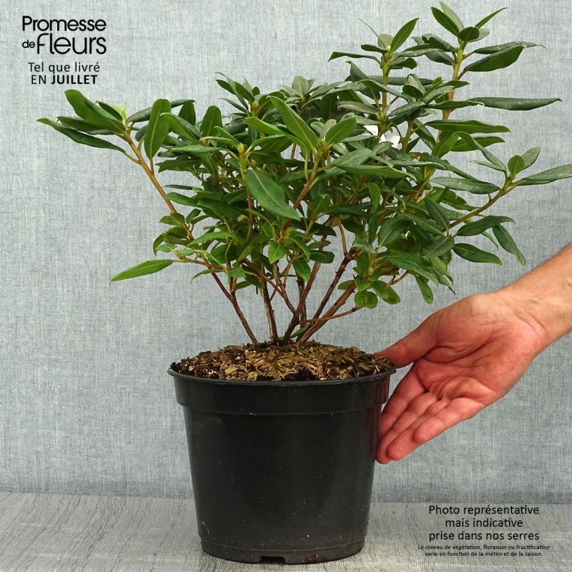 Spécimen de Rhododendron Dora Amateis - Rhododendron nain Pot de 3L/4L tel que livré en été