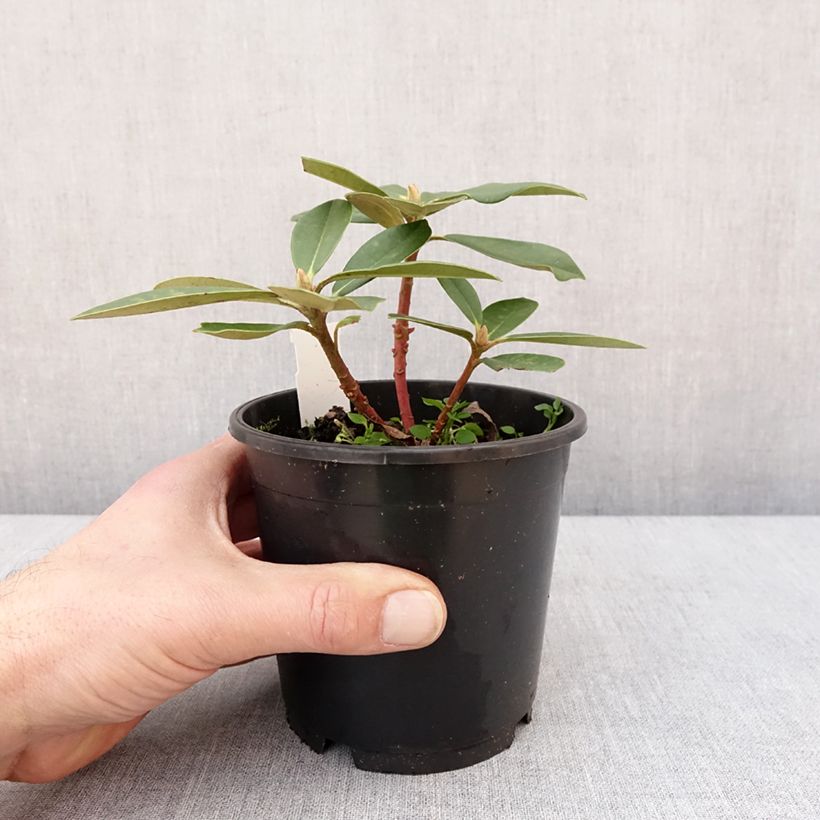 Spécimen de Rhododendron Dream Land - Rhododendron nain - Pot de 13 cm tel que livré en hiver