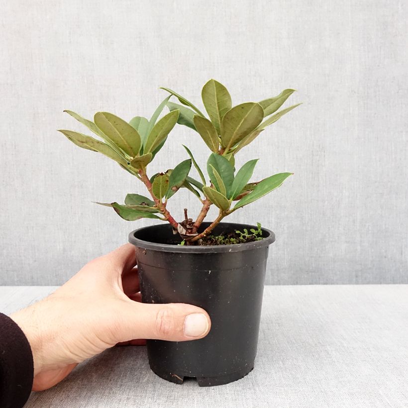 Spécimen de Rhododendron Dream Land - Rhododendron nain - Pot de 13 cm tel que livré au printemps