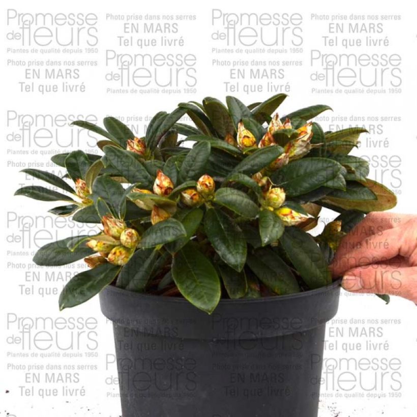 Exemple de spécimen de Rhododendron Dusty Miller - Rhododendron nain tel que livré