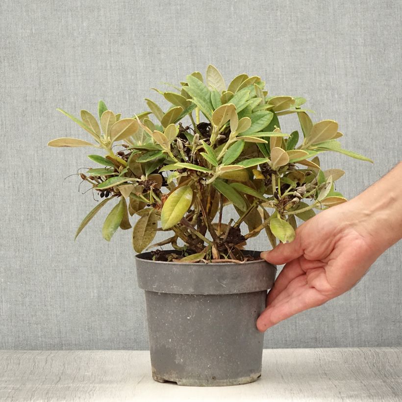 Spécimen de Rhododendron Dusty Miller - Rhododendron nain Pot de 2L/3L tel que livré en été