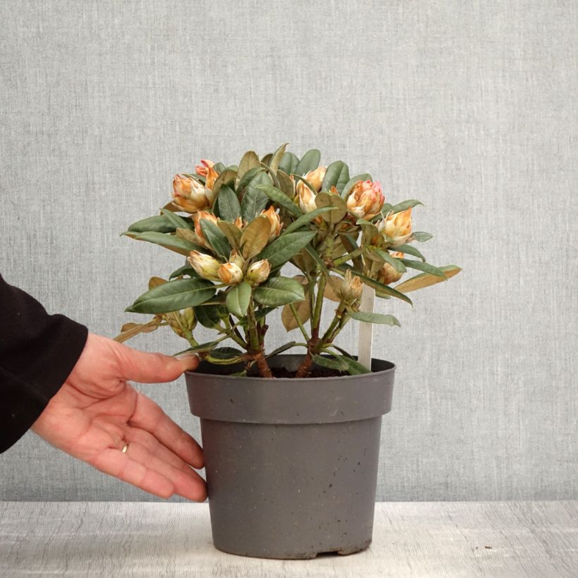 Spécimen de Rhododendron Dusty Miller - Rhododendron nain Pot de 2L./3L. tel que livré au printemps