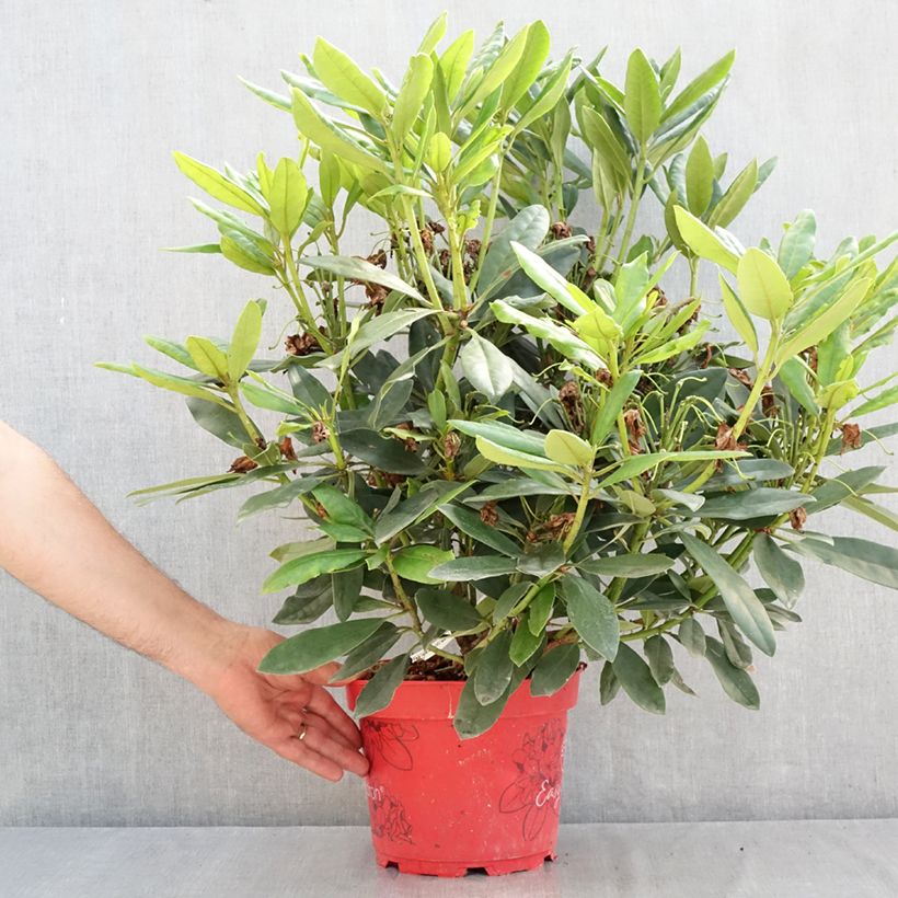 Spécimen de Rhododendron Easydendron INKARHO Madame Masson Pot de 4L/5L tel que livré en été