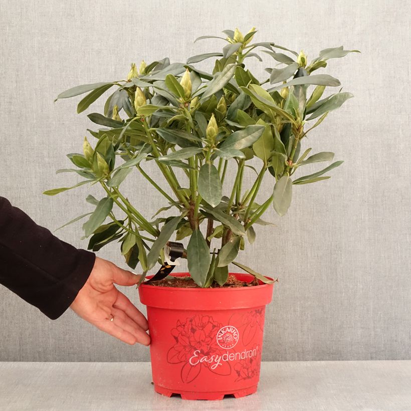 Spécimen de Rhododendron Easydendron INKARHO Madame Masson - Pot de 4L/5L tel que livré au printemps
