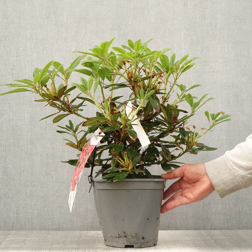 Spécimen de Rhododendron Elisabeth - Rhododendron nain Pot de 4L/5L tel que livré en été