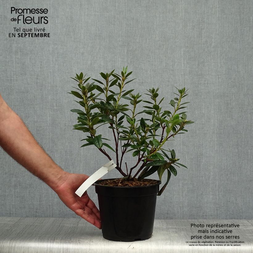 Spécimen de Rhododendron Fragrantissimum - Rhododendron nain parfumé Pot de 3L/4L tel que livré en automne
