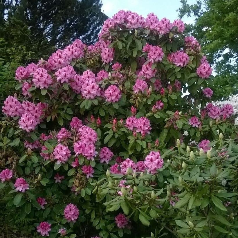 Rhododendron Germania - Grand Rhododendron (Port)