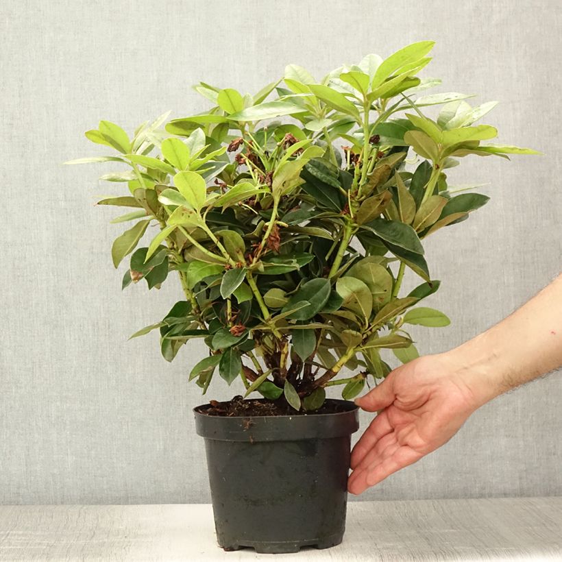 Spécimen de Rhododendron Golden Torch - Rhododendron nain Pot de 3L/4L tel que livré en été