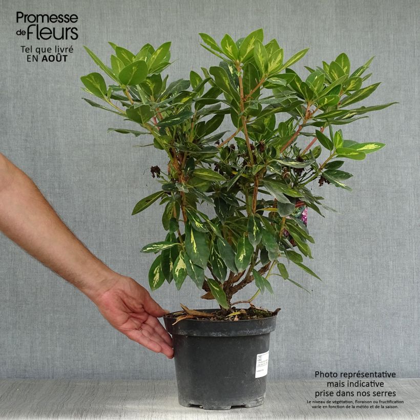 Spécimen de Rhododendron Goldflimmer Pot de 3L/4L tel que livré en été