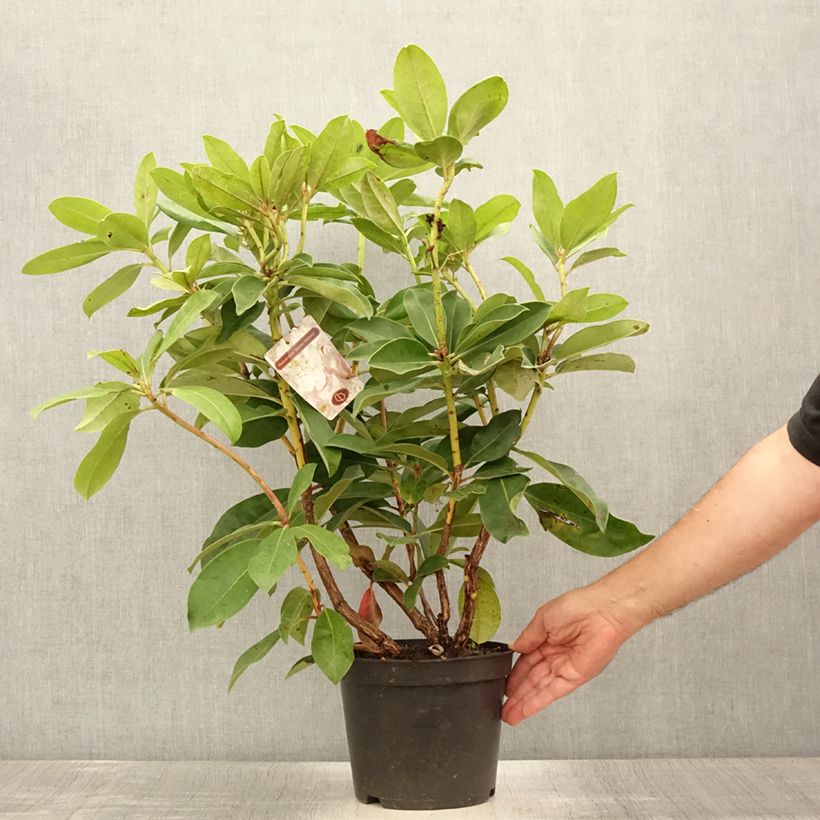 Spécimen de Rhododendron Gomer Waterer Pot de 3L/4L tel que livré en été