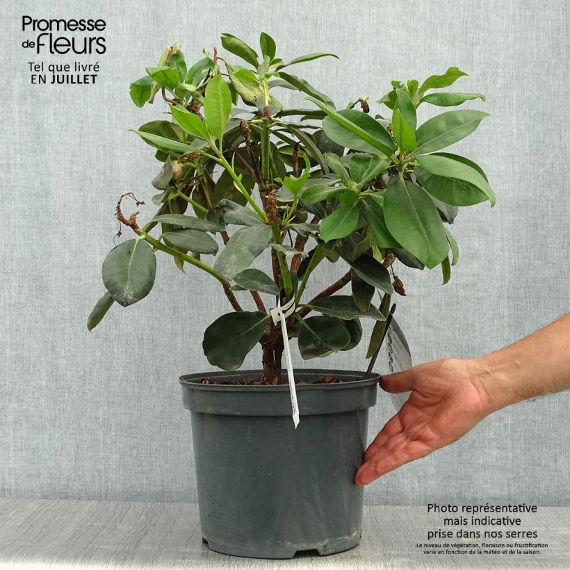 Spécimen de Rhododendron Gomer Waterer Pot de 7,5L/10L tel que livré en été