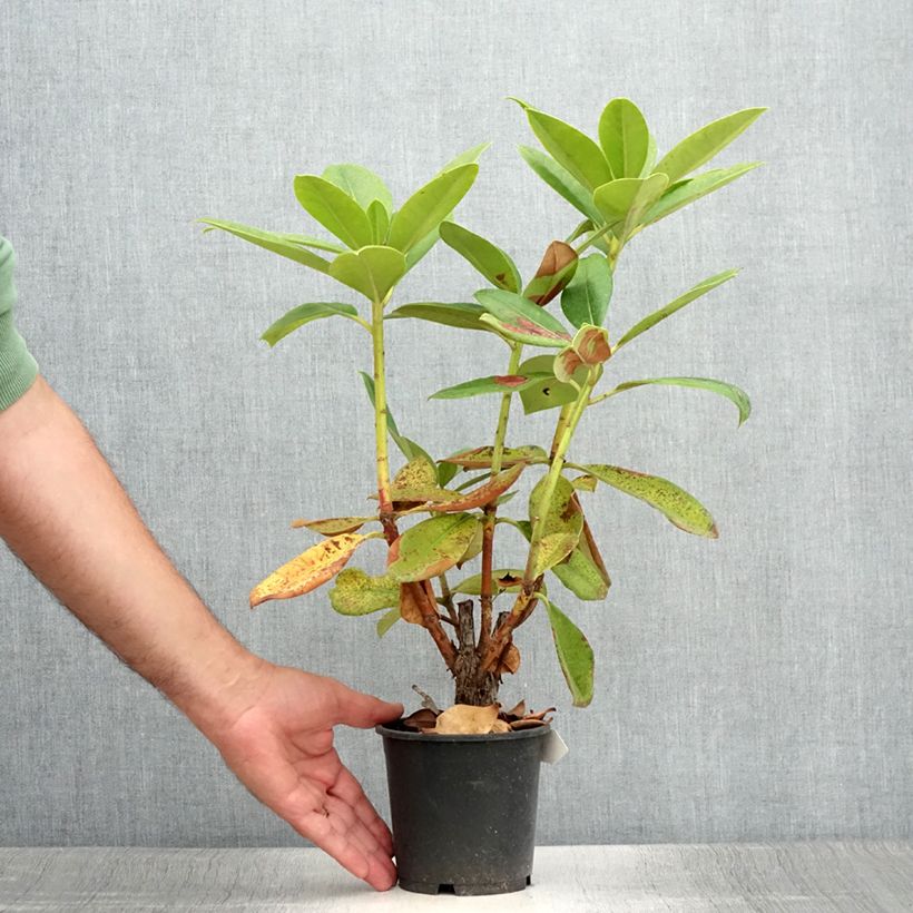 Spécimen de Rhododendron Gomer Waterer Pot de 12 cm / 13 cm tel que livré en été