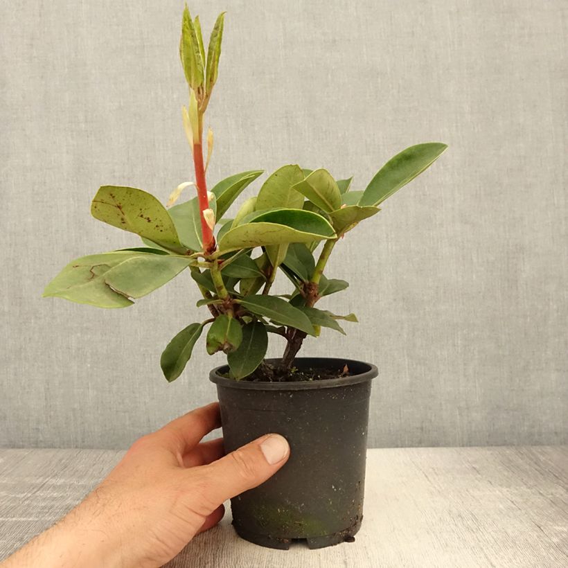 Spécimen de Rhododendron Gomer Waterer - Pot de 13 cm tel que livré au printemps