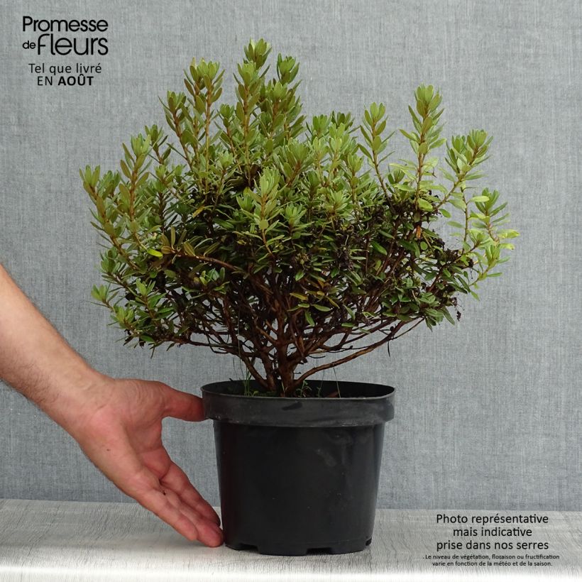 Spécimen de Rhododendron Gristede Pot de 2L/3L tel que livré en été