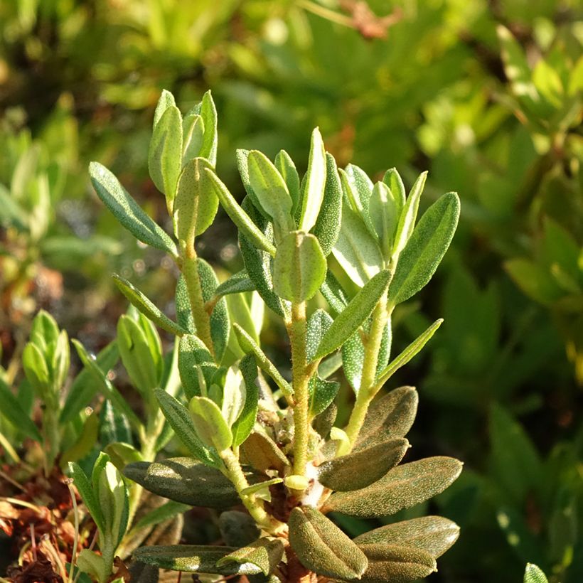 Rhododendron Gristede (Feuillage)