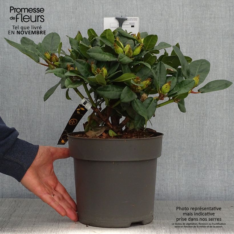 Spécimen de Rhododendron x haematodes Lisetta - Rhododendron nain Pot de 6L/7L tel que livré en automne