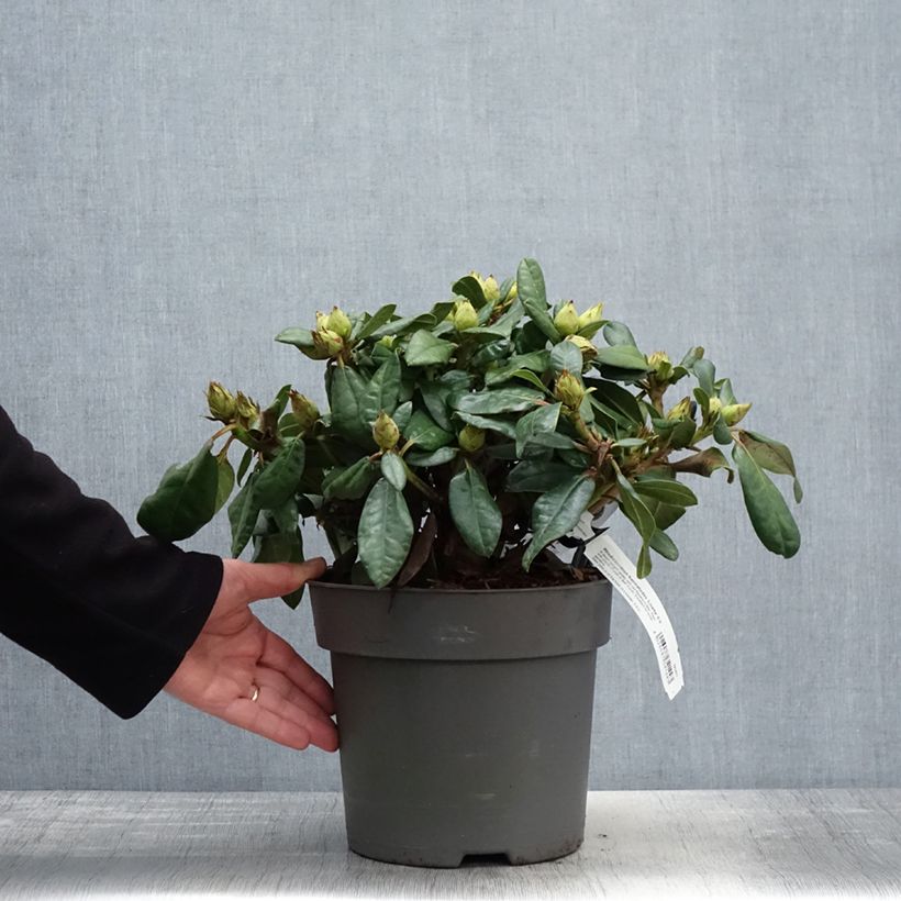 Spécimen de Rhododendron x haematodes Lisetta - Rhododendron nain Pot de 6L/7LHauteur livrée env. 30/40cm tel que livré au printemps