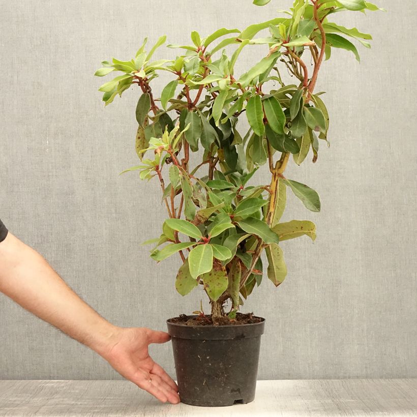 Spécimen de Rhododendron Halfdan Lem Pot de 4L/5L tel que livré en été