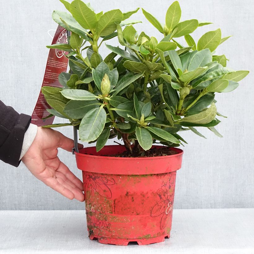 Spécimen de Rhododendron hybride Easydendron INKARHO Belkanto - Pot de 4L/5L tel que livré au printemps