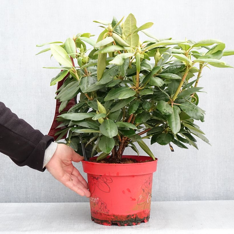 Spécimen de Rhododendron hybride Easydendron INKARHO English Roseum - Grand rhododendron - Pot de 4L/5L tel que livré au printemps