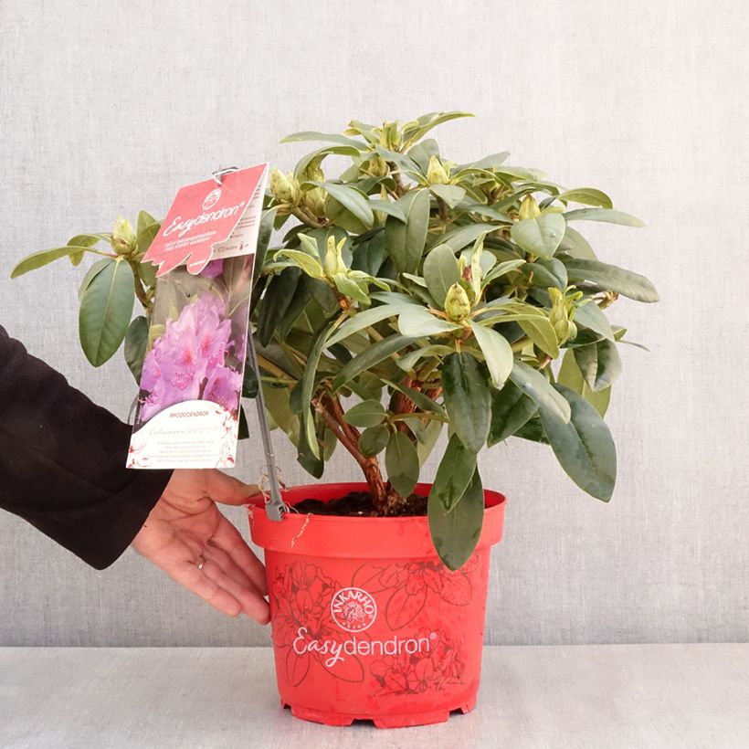 Spécimen de Rhododendron hybride Easydendron INKARHO Grandiflorum - Pot de 4L/5L tel que livré au printemps