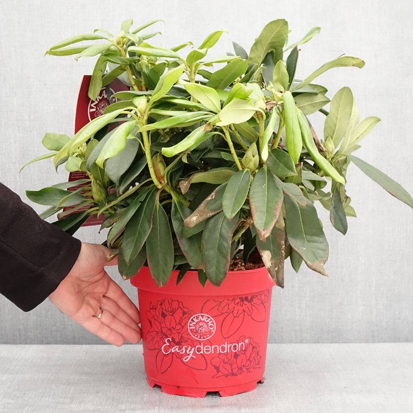 Spécimen de Rhododendron hybride Easydendron INKARHO Orakel Pot de 4L/5L tel que livré en hiver