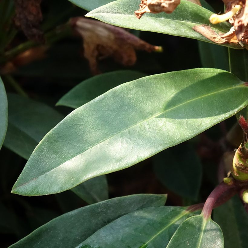 Rhododendron hybride Easydendron INKARHO Pfauenauge (Feuillage)