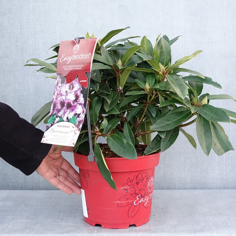 Spécimen de Rhododendron hybride Easydendron INKARHO Pfauenauge Pot de 4L/5L tel que livré en hiver
