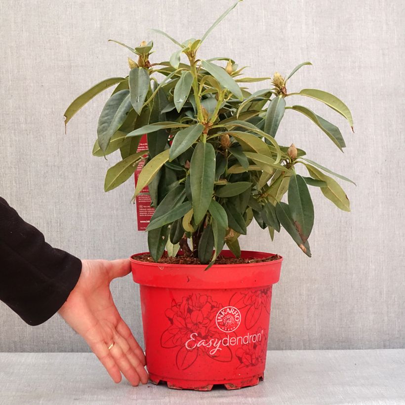 Spécimen de Rhododendron hybride Easydendron INKARHO Rabatz - Pot de 4L/5L tel que livré en hiver