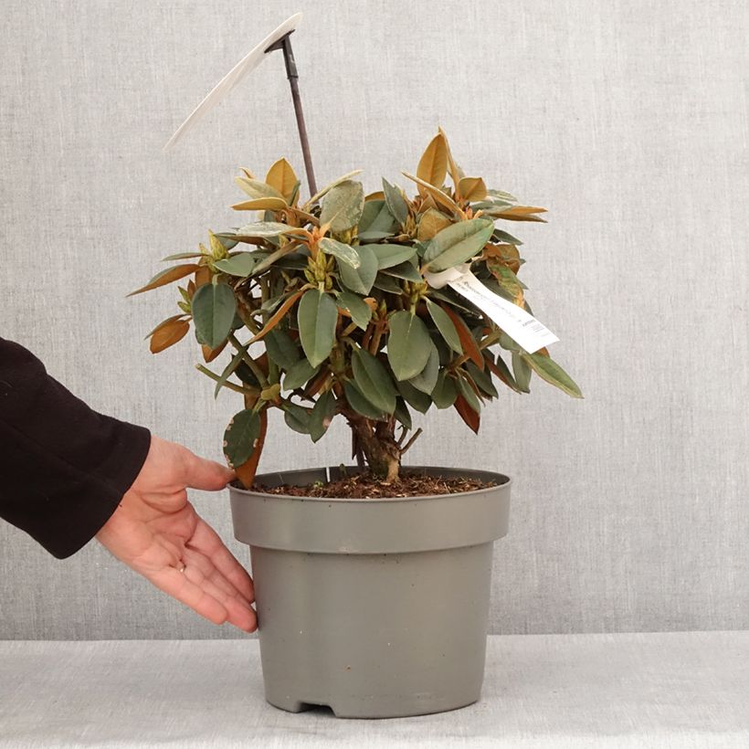 Spécimen de Rhododendron hybride Easydendron INKARHO Rusty Dane Pot de 4L/5L tel que livré en hiver