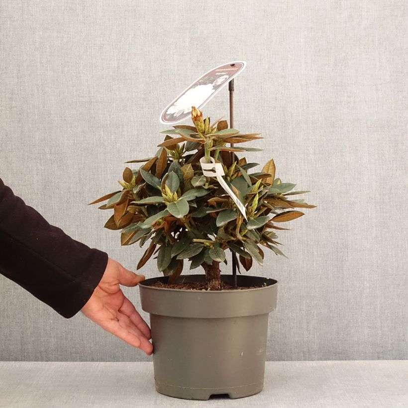 Spécimen de Rhododendron hybride Easydendron INKARHO Rusty Dane - Pot de 4L/5L tel que livré au printemps