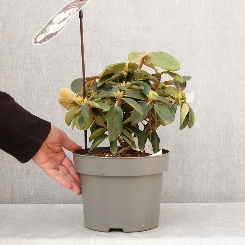 Spécimen de Rhododendron hybride Easydendron INKARHO Special Dane - Pot de 4L/5L tel que livré en hiver
