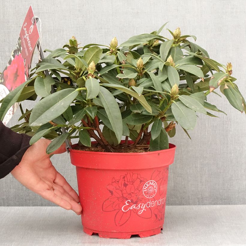 Spécimen de Rhododendron hybride Inkarho Diderk Pot de 4L/5LHauteur livrée env. 25/30cm tel que livré au printemps
