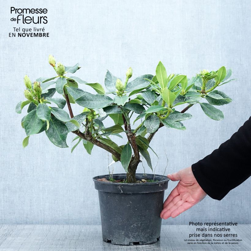 Spécimen de Rhododendron hybride Janet Ward Pot de 4L/5L tel que livré en automne