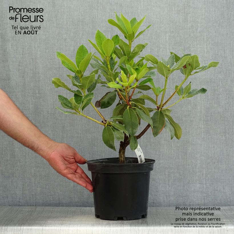 Spécimen de Rhododendron hybride Janet Ward Pot de 4L/5L tel que livré en été
