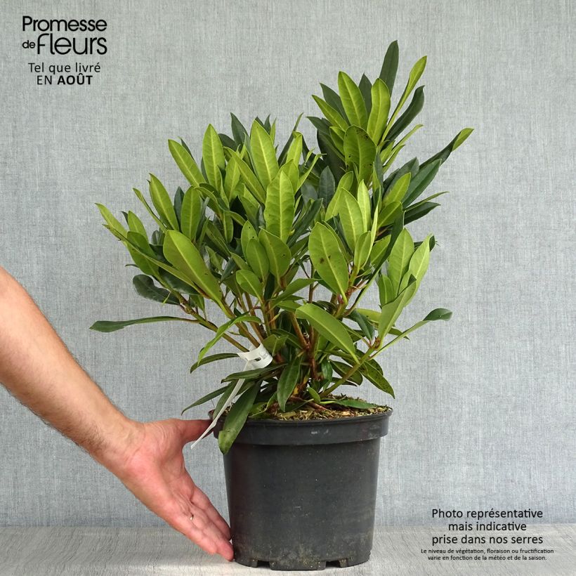 Spécimen de Rhododendron hybride Kabarett Pot de 4L/5L tel que livré en été