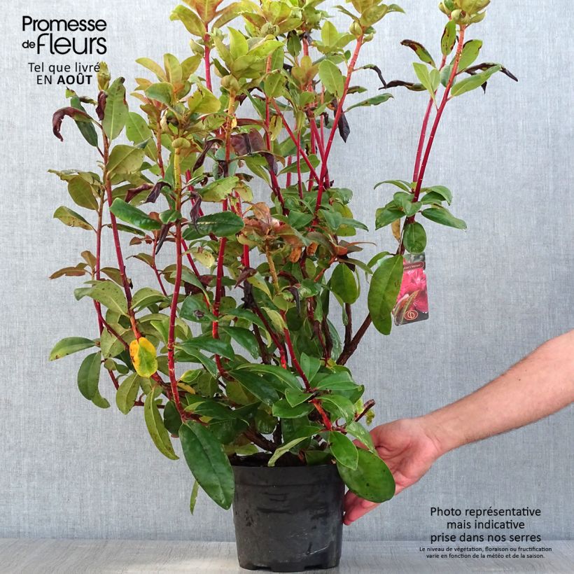 Spécimen de Rhododendron hybride Moser's Maroon Pot de 4L/5L tel que livré en été