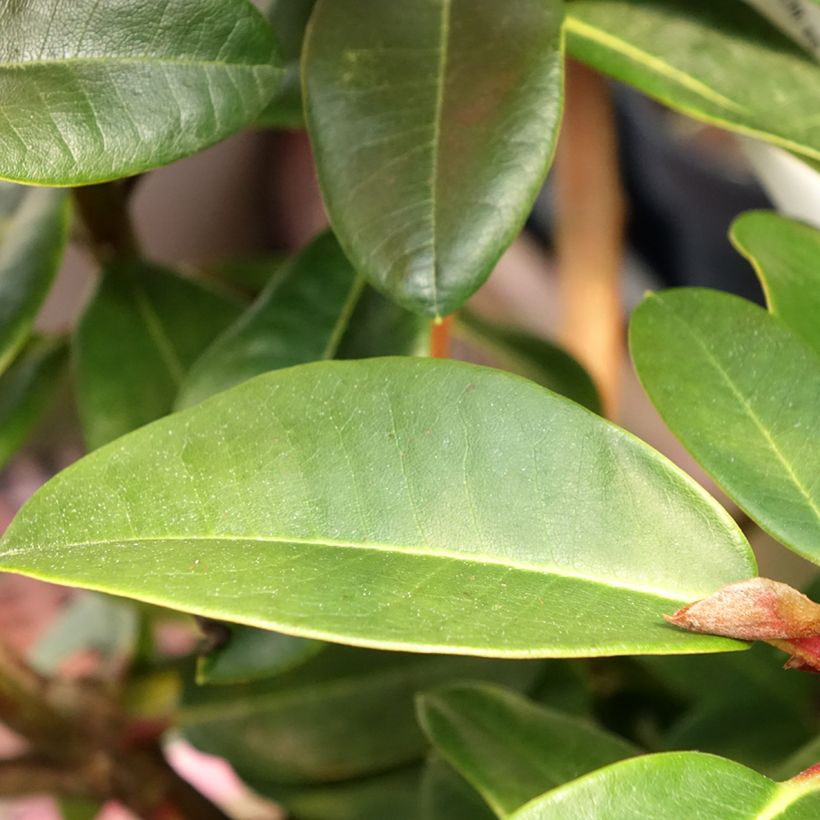Rhododendron hybride Naselle (Feuillage)