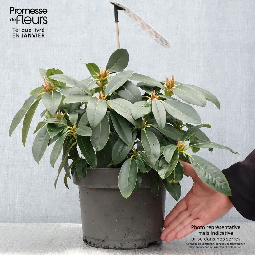 Spécimen de Rhododendron hybride Raphaela - Pot de 4L/5L tel que livré en hiver