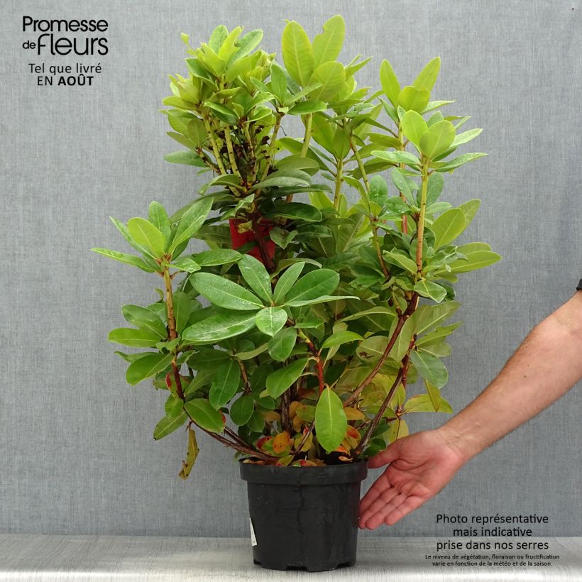 Spécimen de Rhododendron hybride Red Jack Pot de 4L/5L tel que livré en été