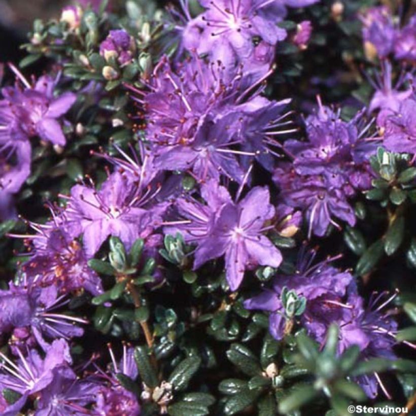 Rhododendron impeditum - Rhododendron nain (Port)