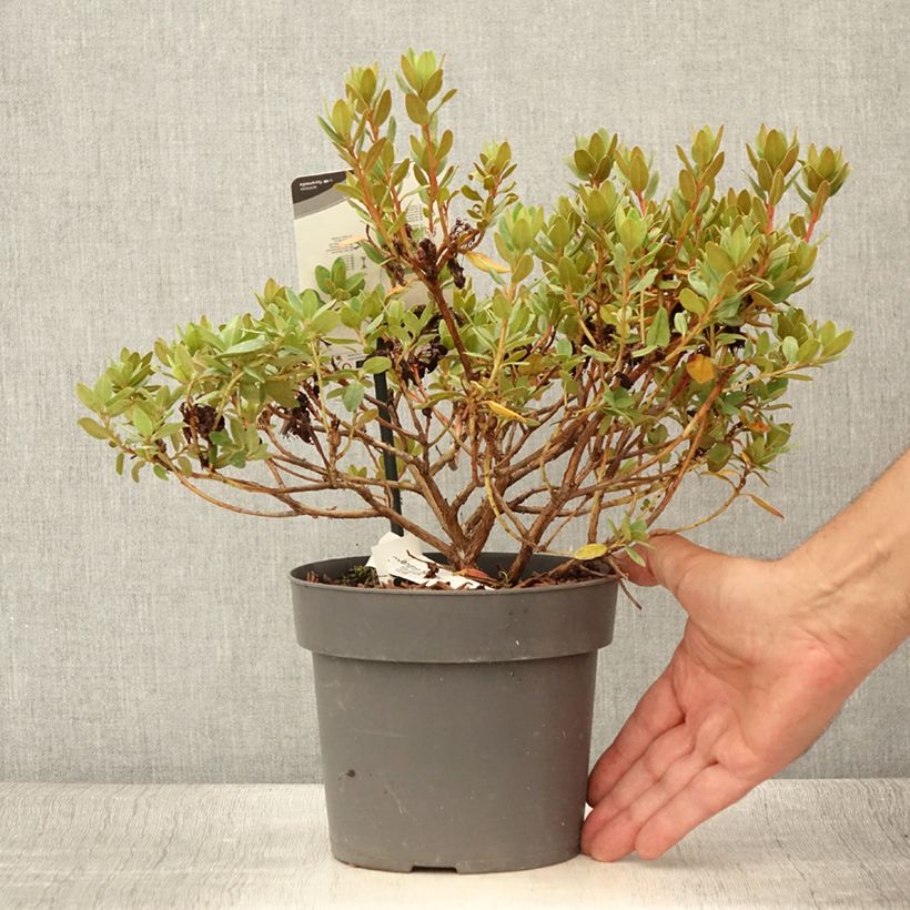Spécimen de Rhododendron impeditum Ramapo Pot de 2L/3L tel que livré en été
