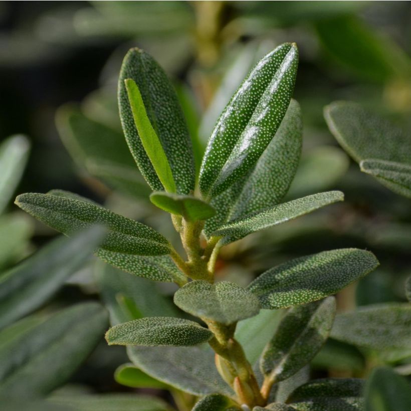 Rhododendron impeditum - Rhododendron nain (Feuillage)