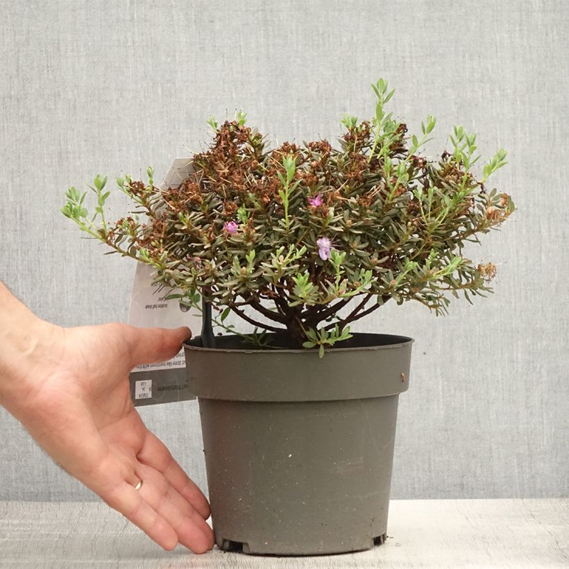 Spécimen de Rhododendron impeditum - Rhododendron nain Pot de 2L/3L tel que livré en été