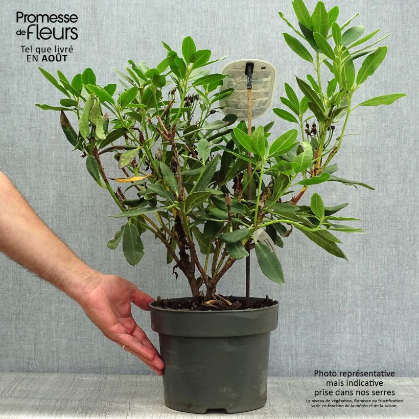 Spécimen de Rhododendron Inkarho Bernstein Pot de 4L/5L tel que livré en été