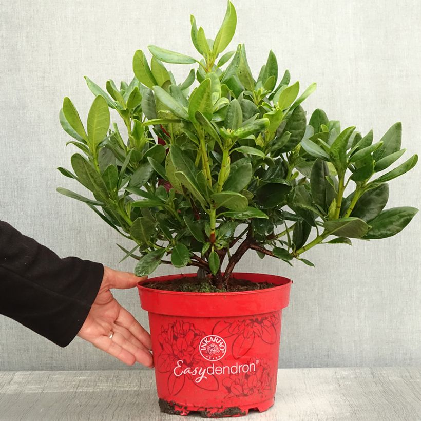 Spécimen de Rhododendron Inkarho  Brasilia Pot de 4L/5L tel que livré en automne
